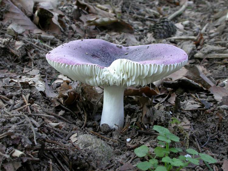 Bestimmungsfoto Nr. 176