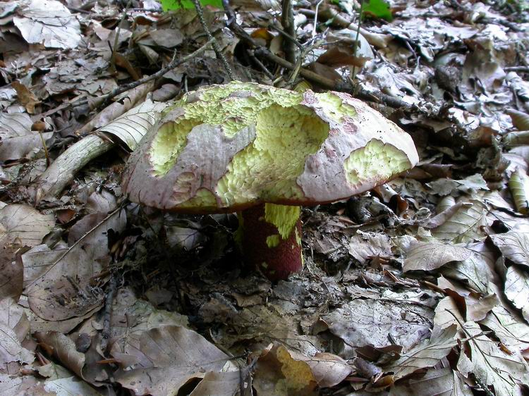 Bestimmungsfoto Nr. 178