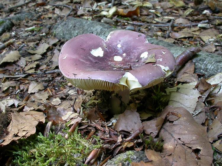 Bestimmungsfoto Nr. 186