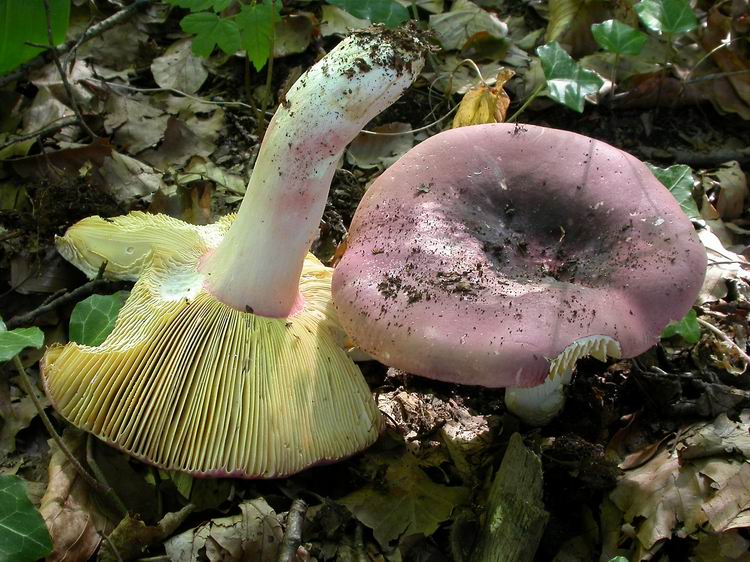 Bestimmungsfoto Nr. 188