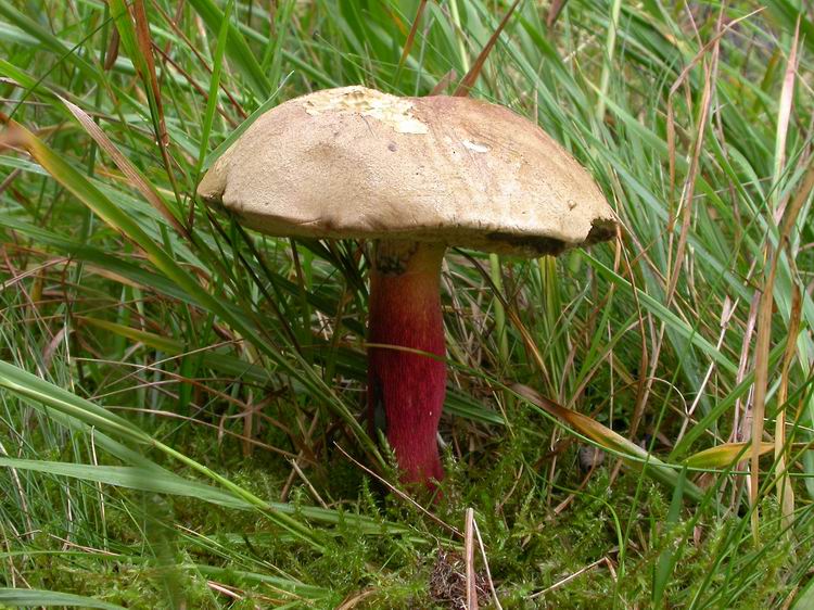 Bestimmungsfoto Nr. 189