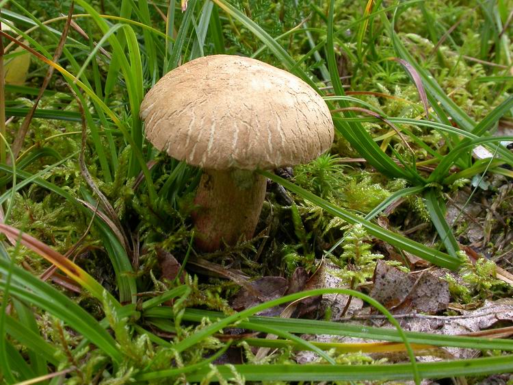 Bestimmungsfoto Nr. 190