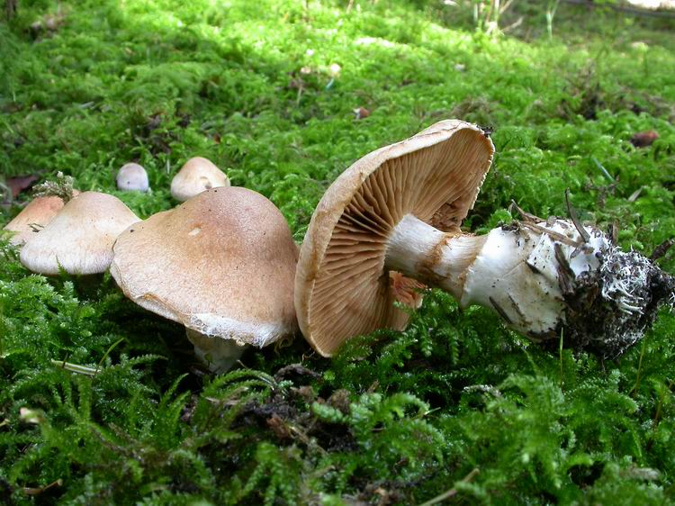 Bestimmungsfoto Nr. 200