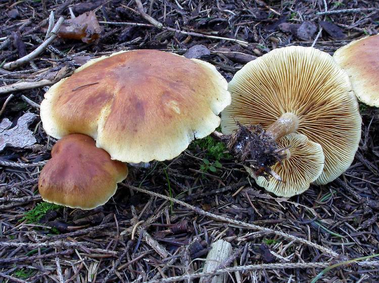 Bestimmungsfoto Nr. 204