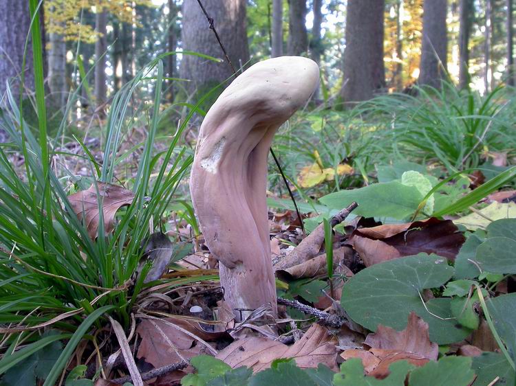 Bestimmungsfoto Nr. 206