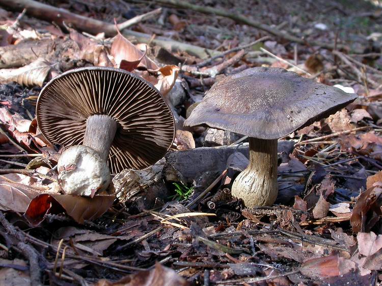 Bestimmungsfoto Nr. 210