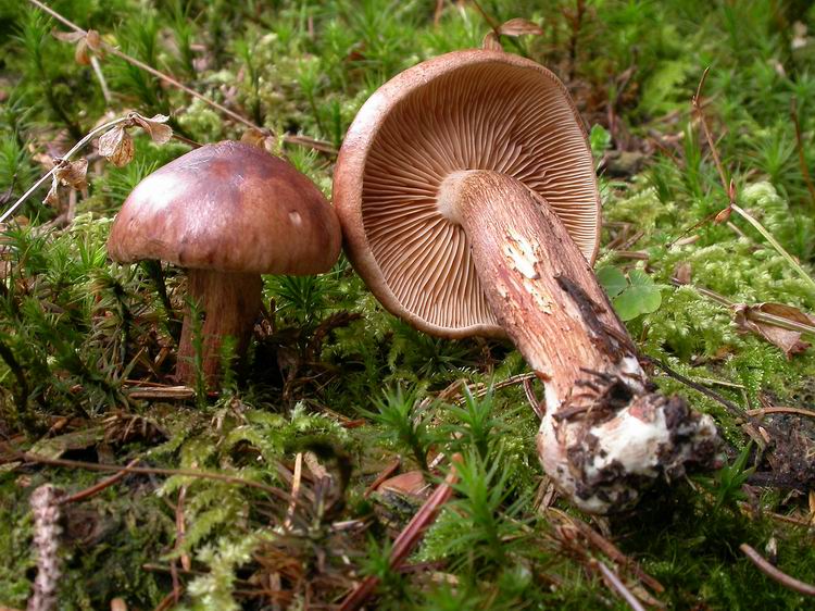 Bestimmungsfoto Nr. 213