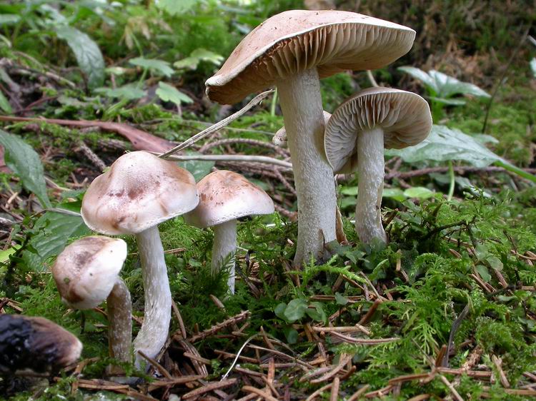 Bestimmungsfoto Nr. 216