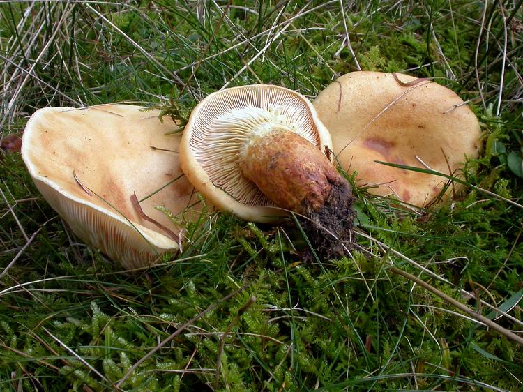 Bestimmungsfoto Nr. 228