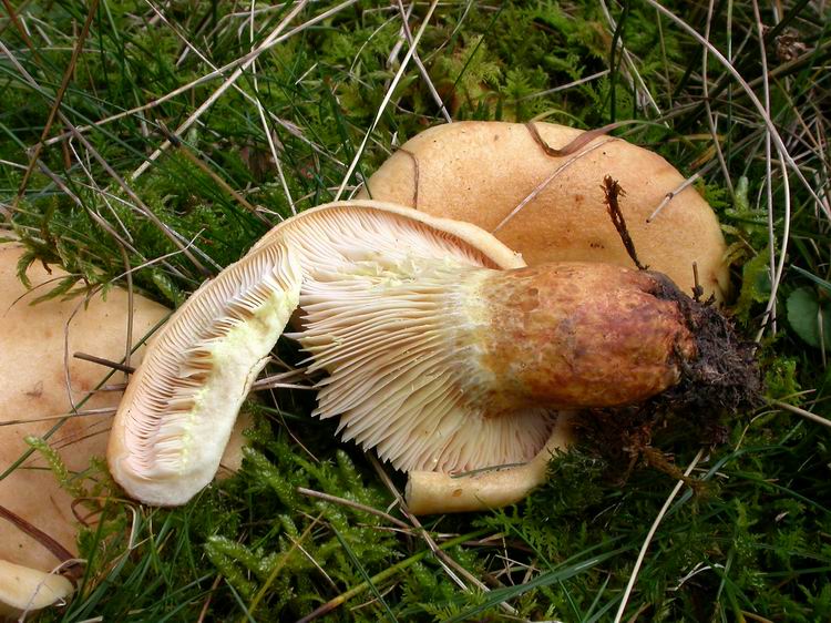 Bestimmungsfoto Nr. 229