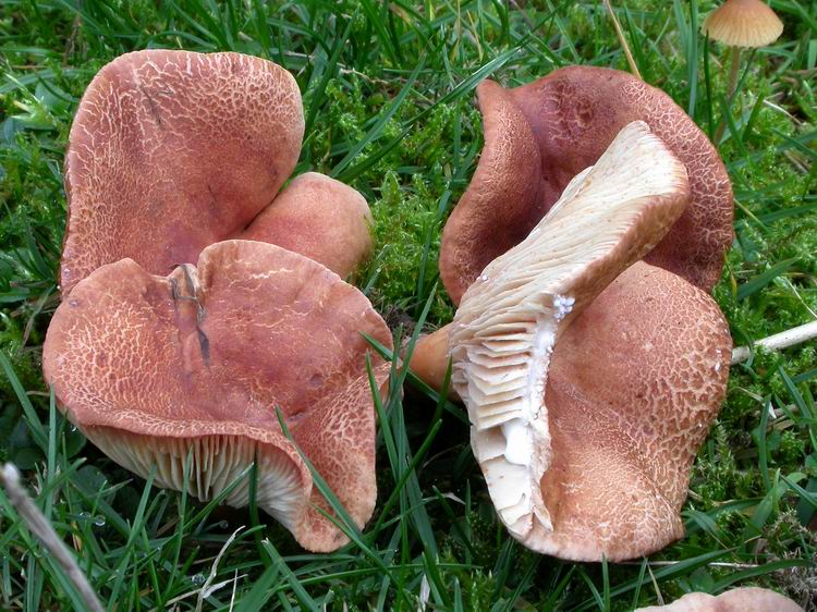 Bestimmungsfoto Nr. 233