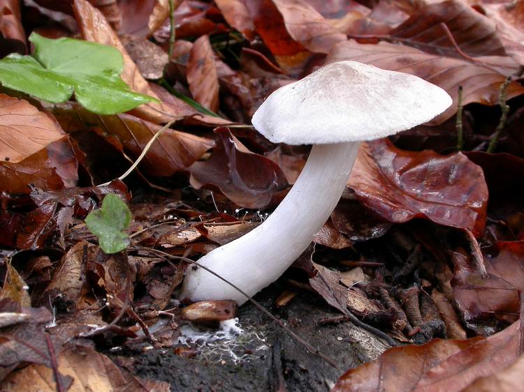 Bestimmungsfoto Nr. 234