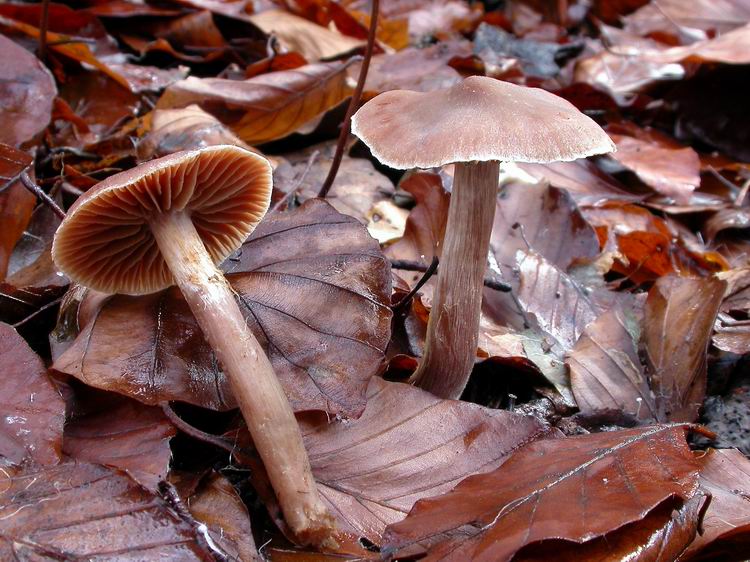 Bestimmungsfoto Nr. 237