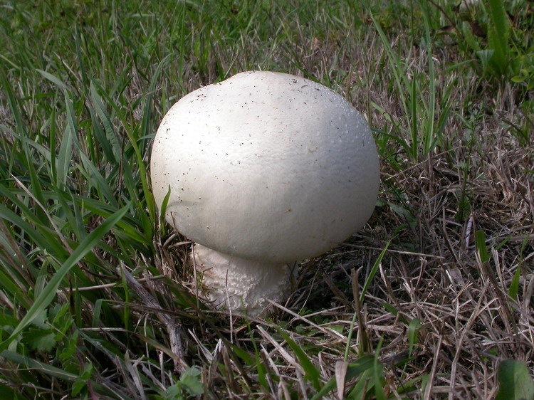 Bestimmungsfoto Nr. 240