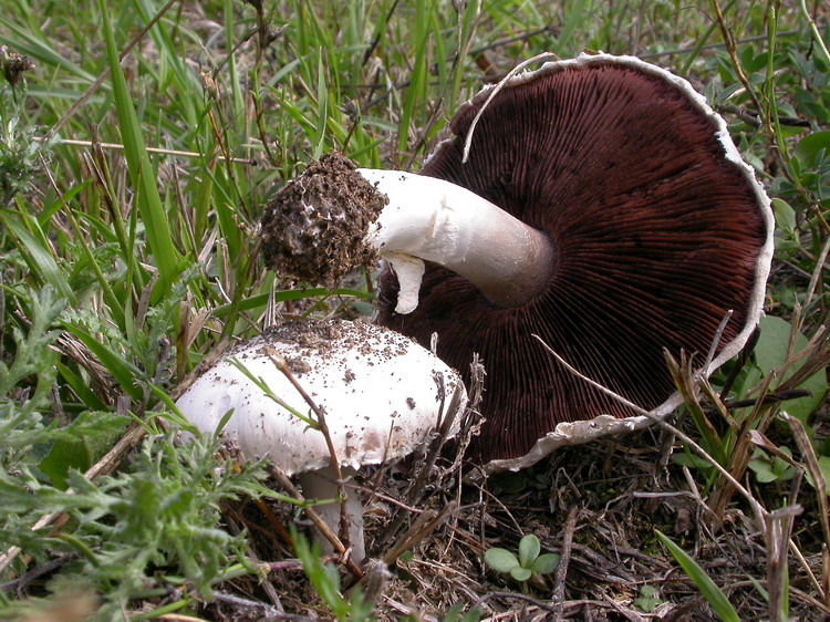 Bestimmungsfoto Nr. 242