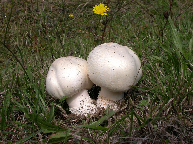 Bestimmungsfoto Nr. 243