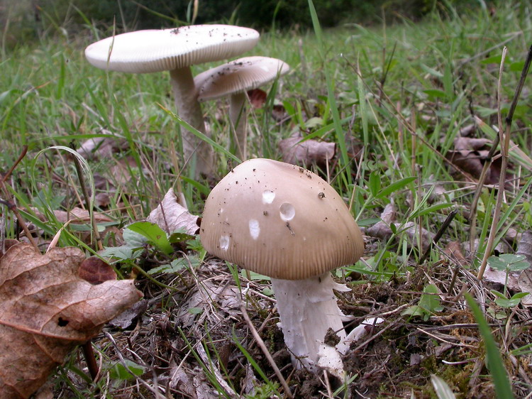 Bestimmungsfoto Nr. 251