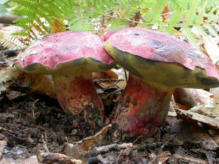 Bestimmungsfoto Nr. 262