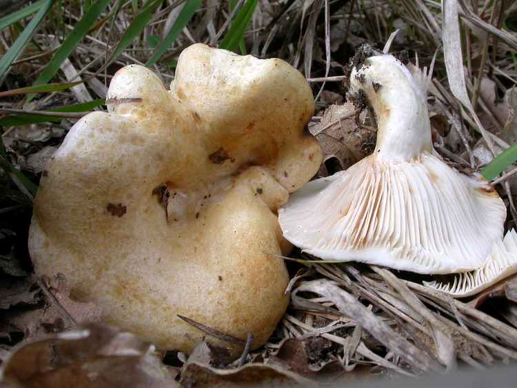 Bestimmungsfoto Nr. 276