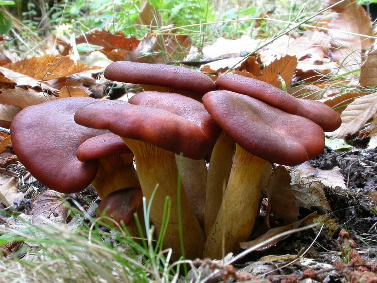 Bestimmungsfoto Nr. 280