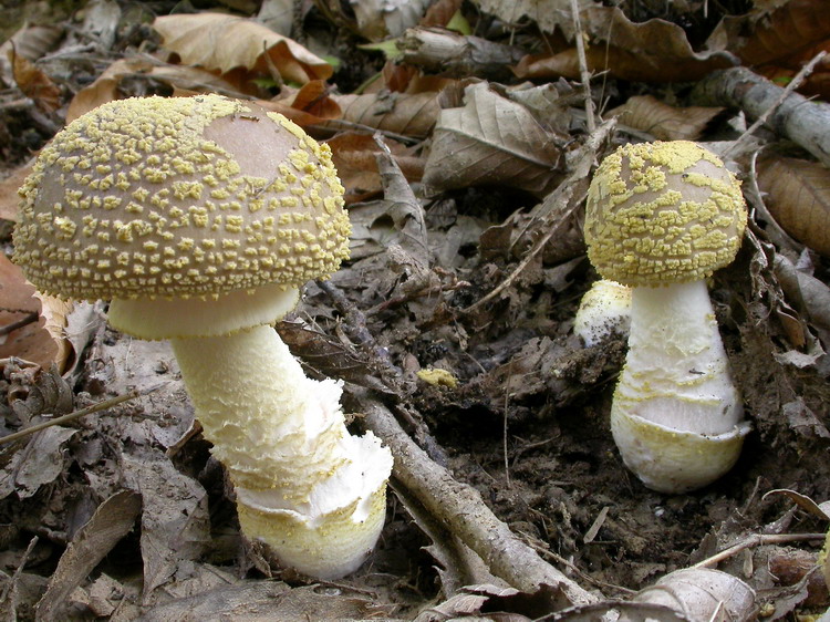 Amanita franchetii Bild 3