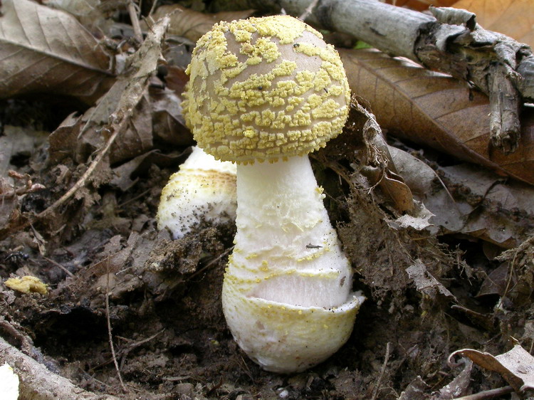 Amanita franchetii Bild 4