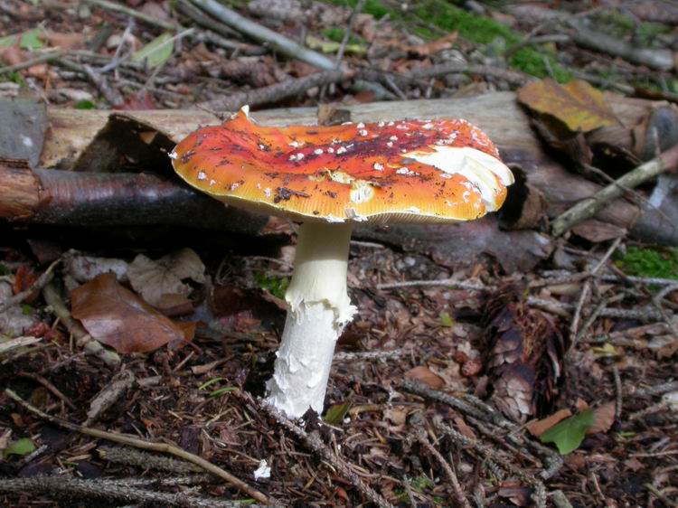 Amanita muscaria Bild 1