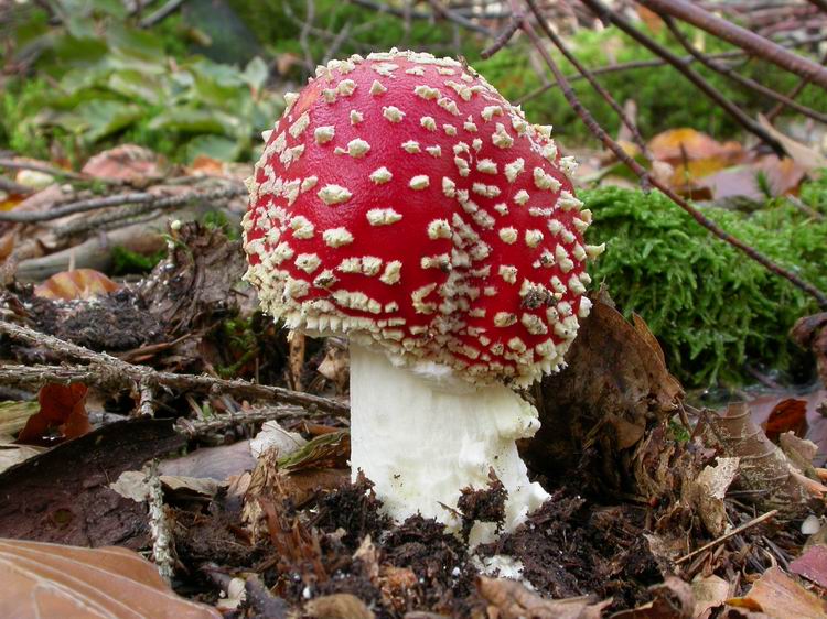 Amanita muscaria Bild 2