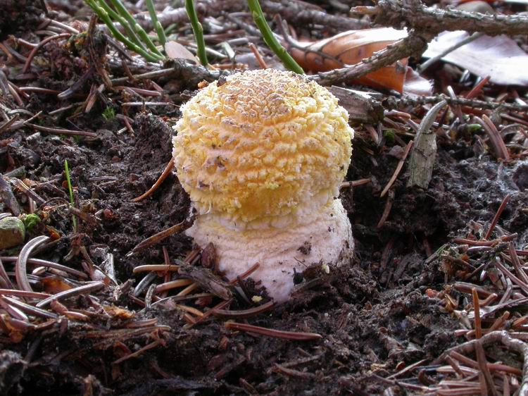 Amanita muscaria Bild 3