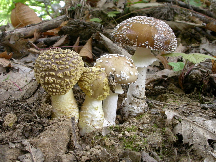 Amanita pantherina Bild 1