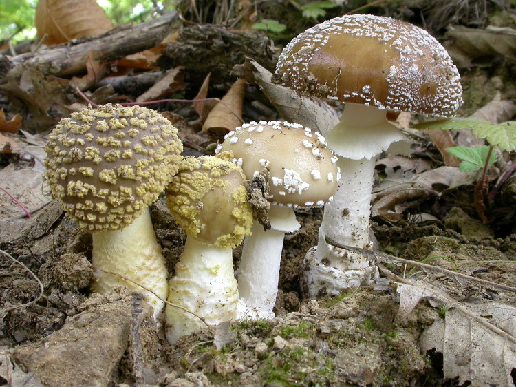 Amanita pantherina Bild 2