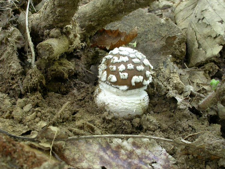 Amanita pantherina Bild 3