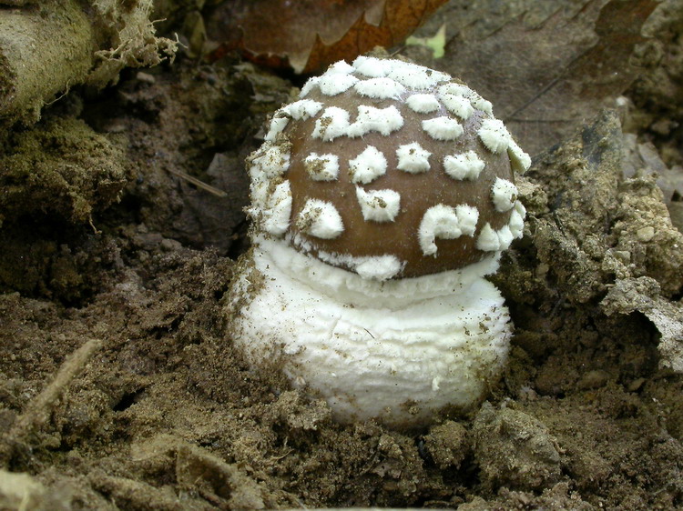 Amanita pantherina Bild 4