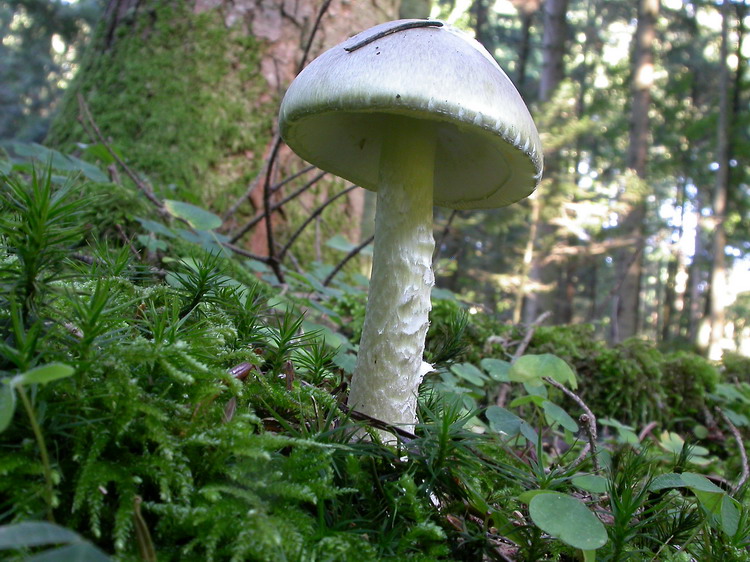 Amanita phalloides Bild 2