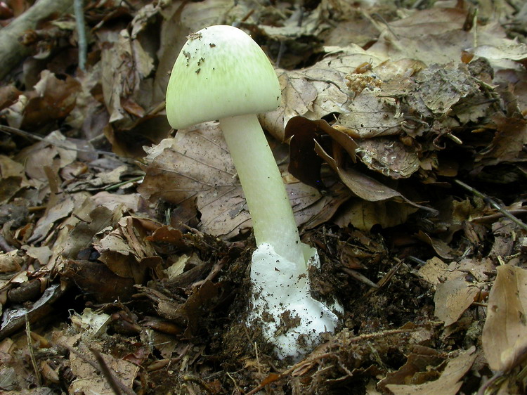 Amanita phalloides Bild 3