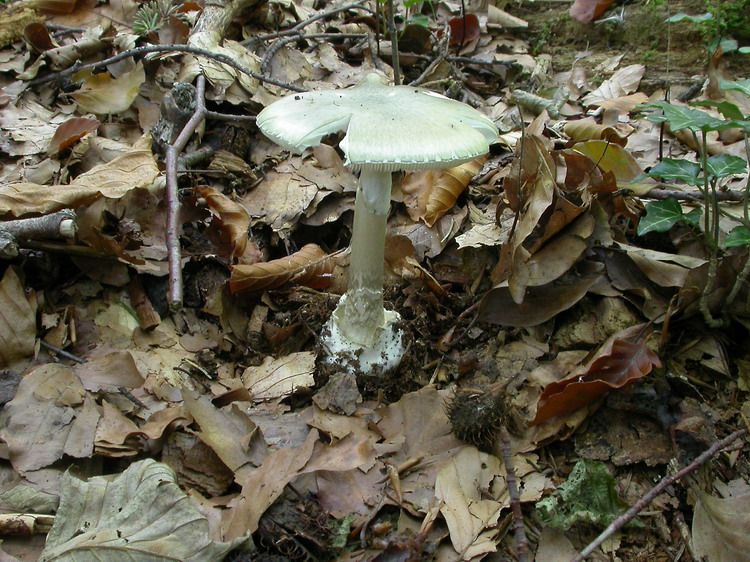 Amanita phalloides Bild 4