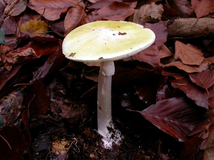 Amanita phalloides Bild 5
