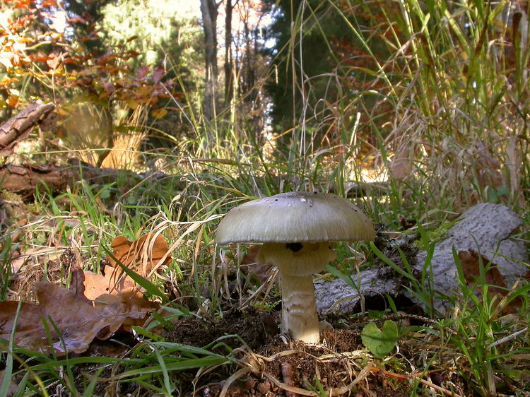 Amanita phalloides Bild 7