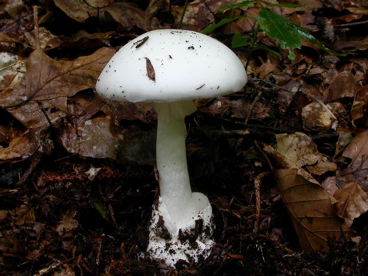Amanita phalloides var. alba Bild 2