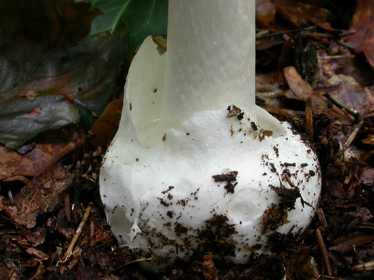 Amanita phalloides var. alba Bild 5