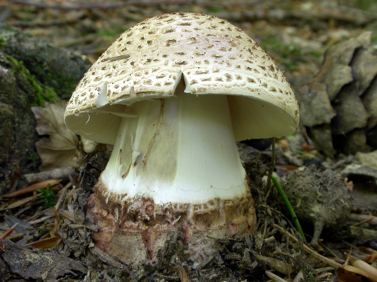 Amanita rubescens Bild 3