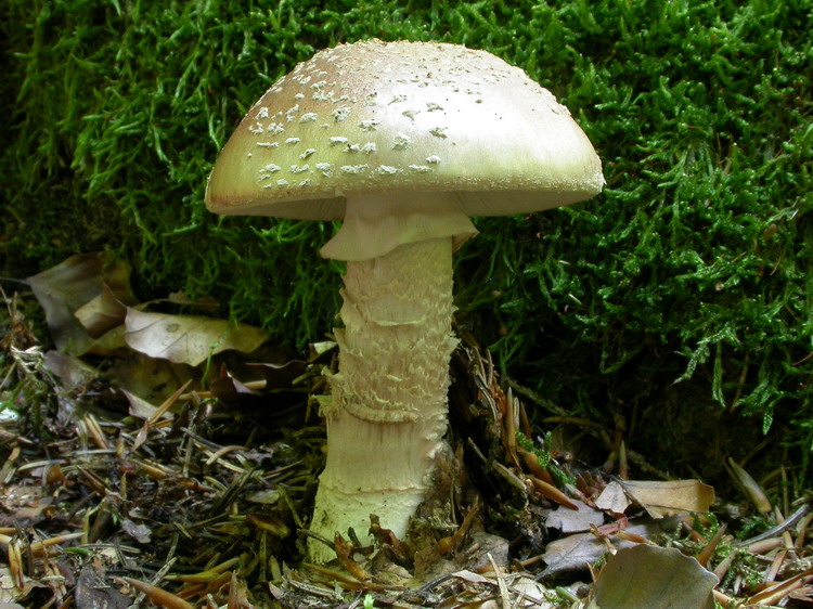 Amanita rubescens Bild 4