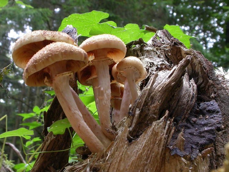 Armillaria ostoyae Bild 1