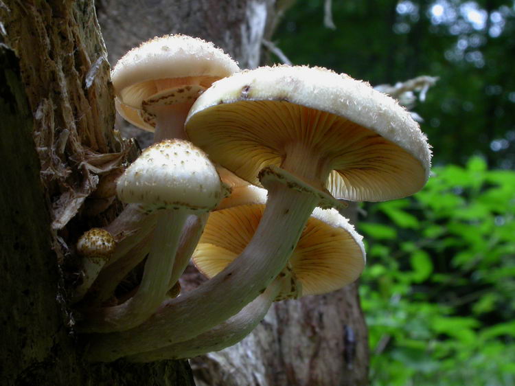 Armillaria ostoyae Bild 2