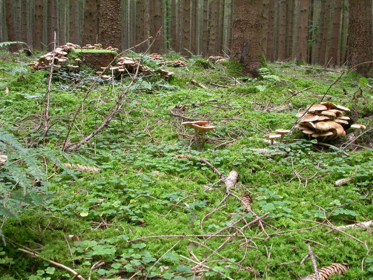 Armillaria ostoyae Bild 3
