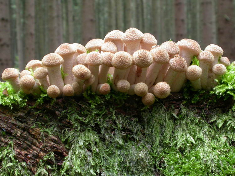 Armillaria ostoyae Bild 4