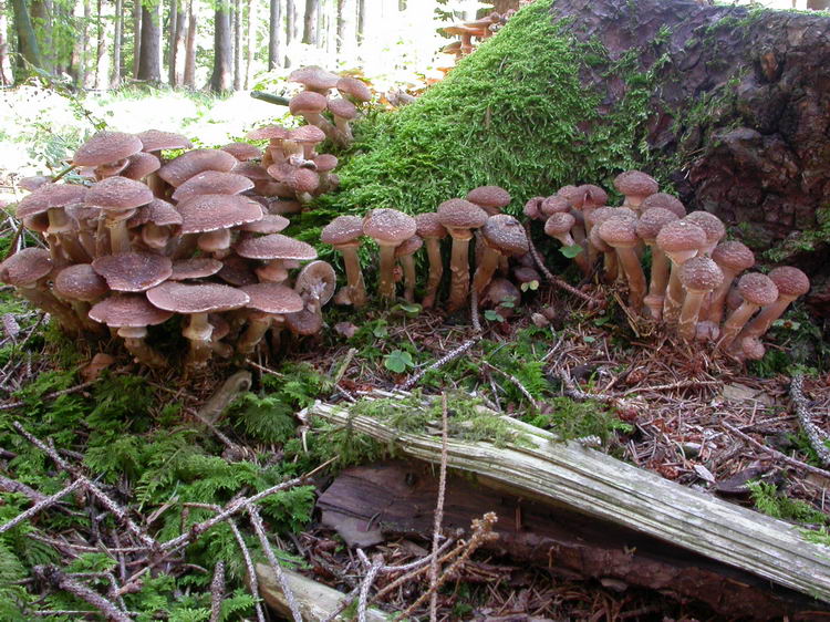 Armillaria ostoyae Bild 5