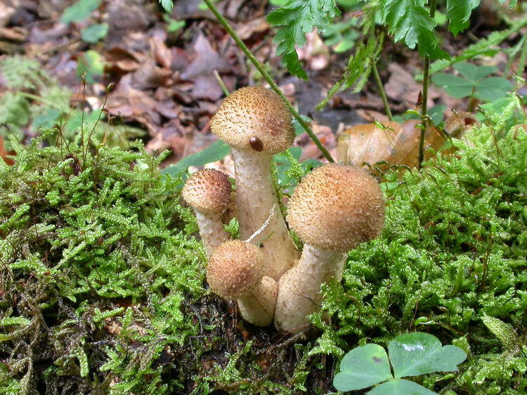 Armillaria ostoyae Bild 6