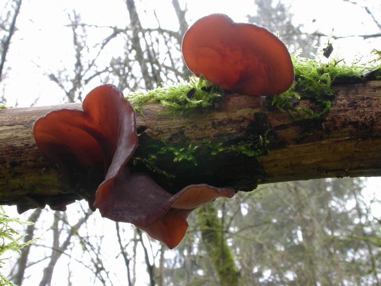 Auricularia auriculajudae Bild 1