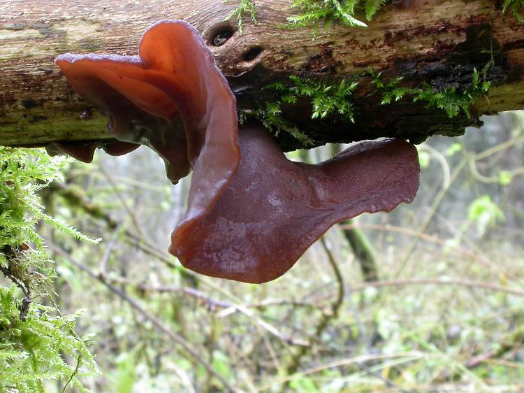 Auricularia auriculajudae Bild 2
